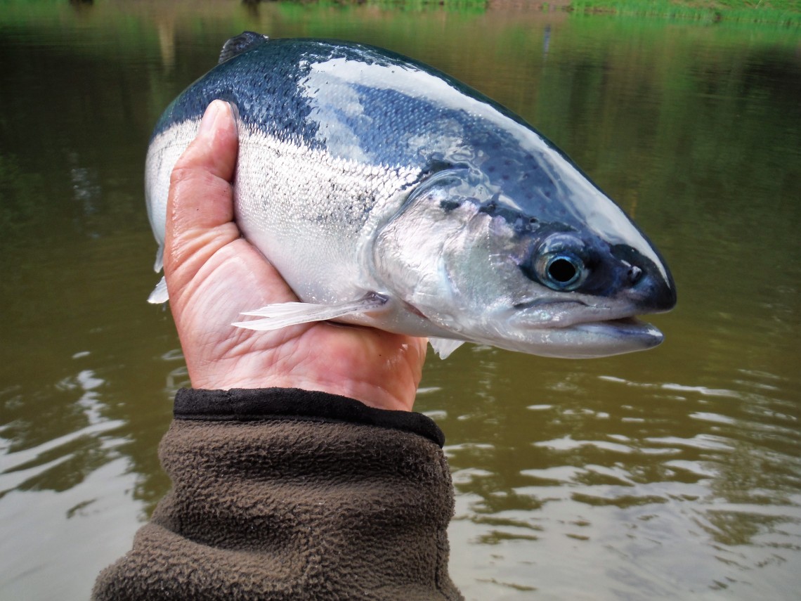 Blue trout